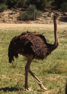 Ostriche3.jpg