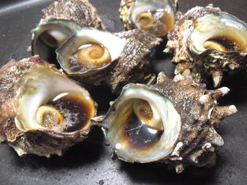 mini_120528_22240001.jpg