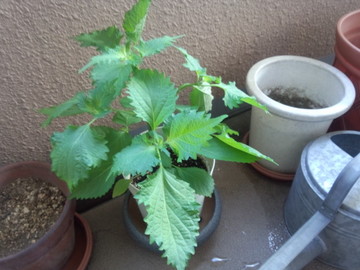IMG_20130622_174138.jpg